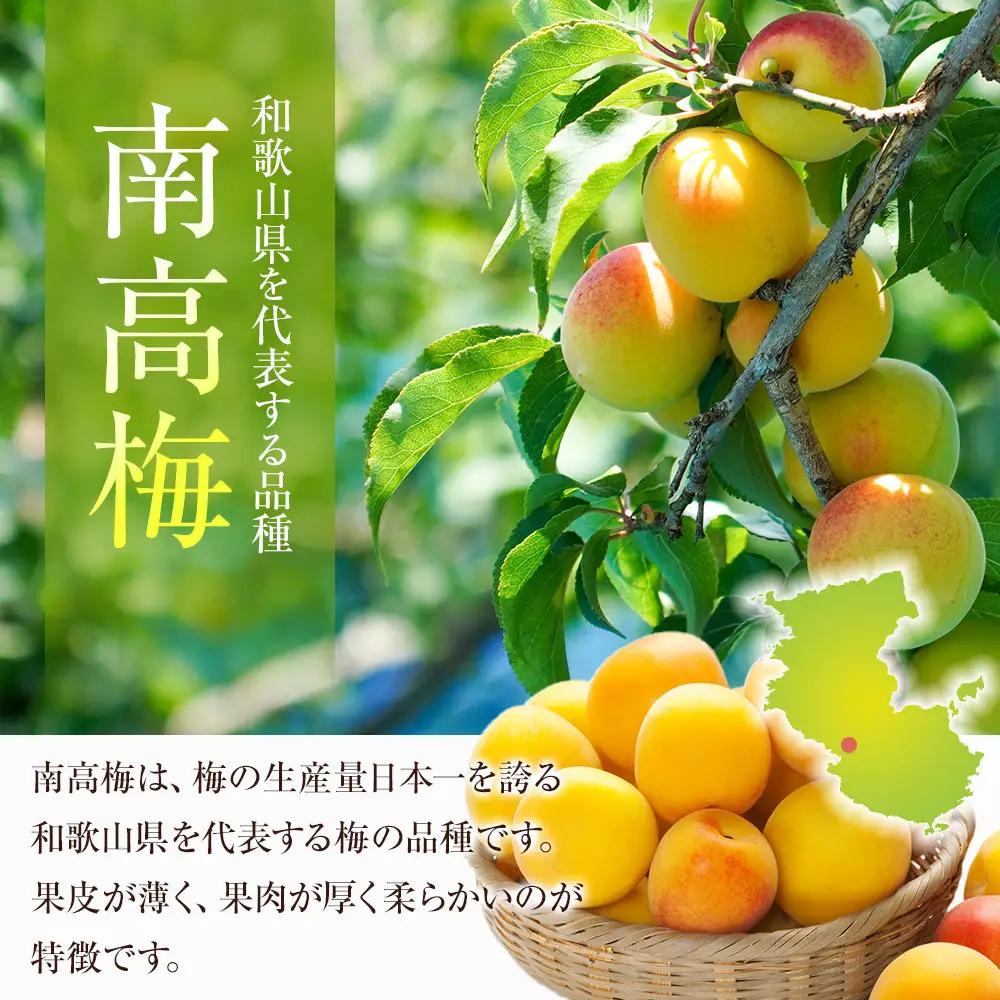 冷凍 紀州南高梅 完熟梅 約2kg L～4Lサイズ混合 ご家庭用