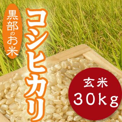ふるさと納税 黒部市 令和7年産コシヒカリ一等米30kg 玄米