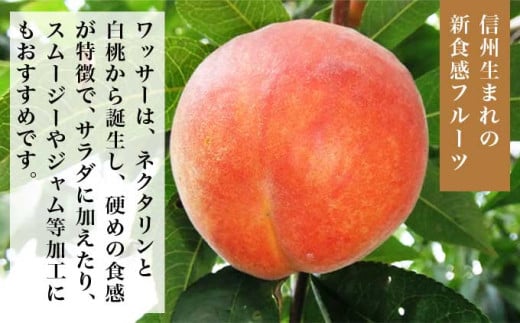 ワッサー 約3kg 6～14玉 ［小布施屋］ フルーツ 果物 長野県産 信州産 クール便 冷蔵便 数量限定 産地直送 令和8年産 【2026年8月上旬～8月下旬発送】