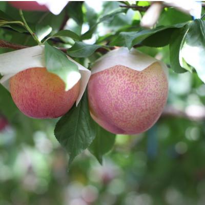 ふるさと納税 甲州市 甲州市産 すもも『貴陽』約1.8kg(化粧箱大玉7〜10玉) |  | 03