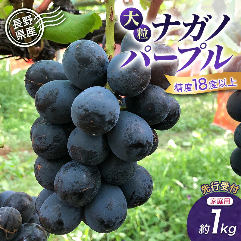【ふるさと納税】【先行予約】【家庭用・訳あり】長野県産 ナガノパープル 約1kg 粒あり・粒なしセット 大粒 甘いぶどう 糖度18度以上 果物 フルーツ 長野県 上田 信州 　お届け：2026年9月上旬～9月中旬まで