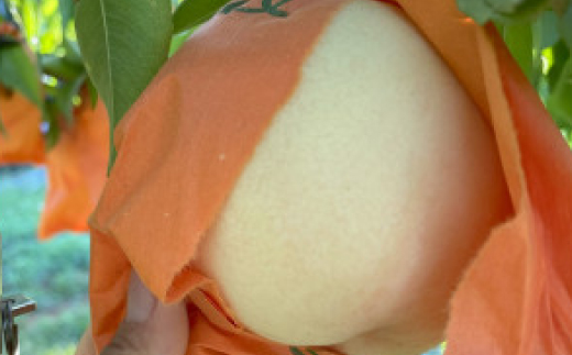 【先行予約・2025年8月下旬~9月上旬頃発送予定】希少品種・岡山の白桃・瀬戸内白桃(2kg箱)【配送不可地域：離島】