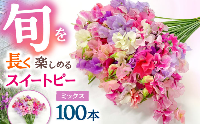 【R7年度12月以降発送】【生産農家直送！】スイートピー 花束 100本（ミックス）【木下農園】生花 [IBW004]