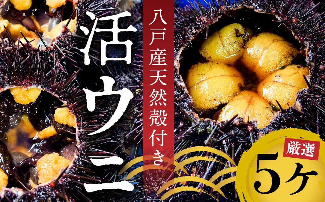 
                  八戸産 天然殻付き活ウニ（天然キタムラサキウニ）
                