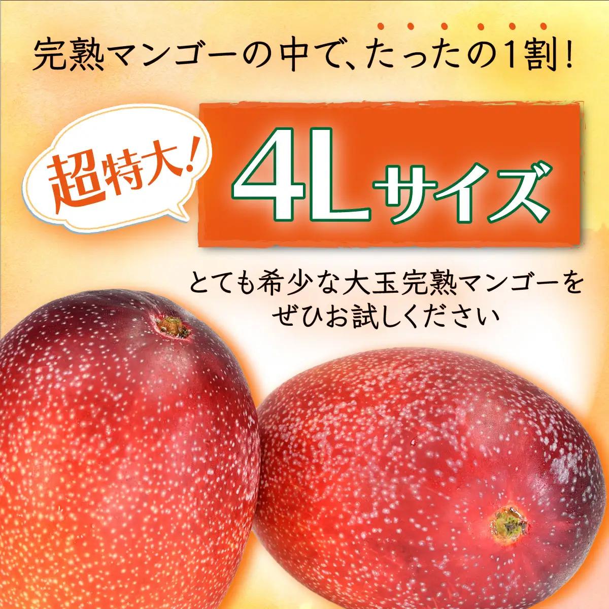  厳選！濃厚完熟マンゴー 4Lサイズ（糖度15度以上）【2026年5月中旬頃から6月初旬発送】 D-125