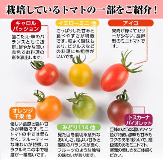 ＜先行予約受付中！2024年11月～5月の間に順次発送予定・期間限定＞カラフルトマト食べ比べセット(約2kg・9品種の中から4品種以上)国産 宮崎県産 とまと 野菜 サラダ 黄色 オレンジ みどり 紫