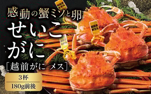 【冷蔵発送】越前がに（メス）「せいこがに」 大サイズ 180g前後 × 3杯