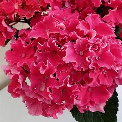 ふるさと納税 藤枝市 【 母の日に!】アジサイ鉢植えカーリースパークルピンク5号 |  | 01