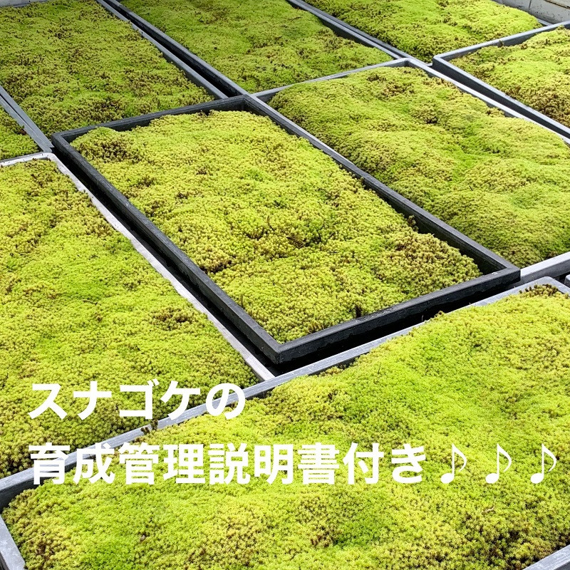 スナゴケはこんな感じ