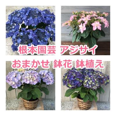 ふるさと納税 南相馬市 アジサイ おまかせ 鉢花 鉢植え  花 ギフト 根本園芸 【10038】 |  | 01