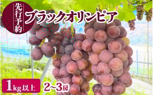 【先行予約】濃厚な味わいのぶどう 「ブラックオリンピア」葡萄 1.0kg以上（2～3房）ハチミツのようなとろける甘み【2025年9月中旬より順次発送】  [e36-a007]