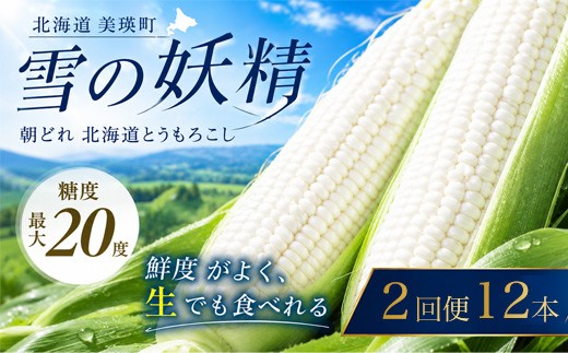 【令和9年先行予約】 とうもろこし （雪の妖精）12本  定期便 2回 <令和9年産 >黒木農場 |  北海道とうもろこし スイートコーン ホワイトコーン 糖度 甘い  朝どれ 朝採れ とうきび 新鮮 旬 野菜 夏野菜 美瑛産 北海道 とうもろこし北海道 令和9年8月発送   [022-53]