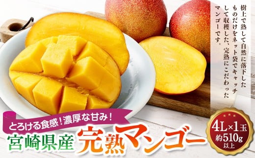 ＜宮崎県産完熟マンゴー 4L×1玉（510g以上）＞2026年4月中旬～7月下旬までに順次出荷