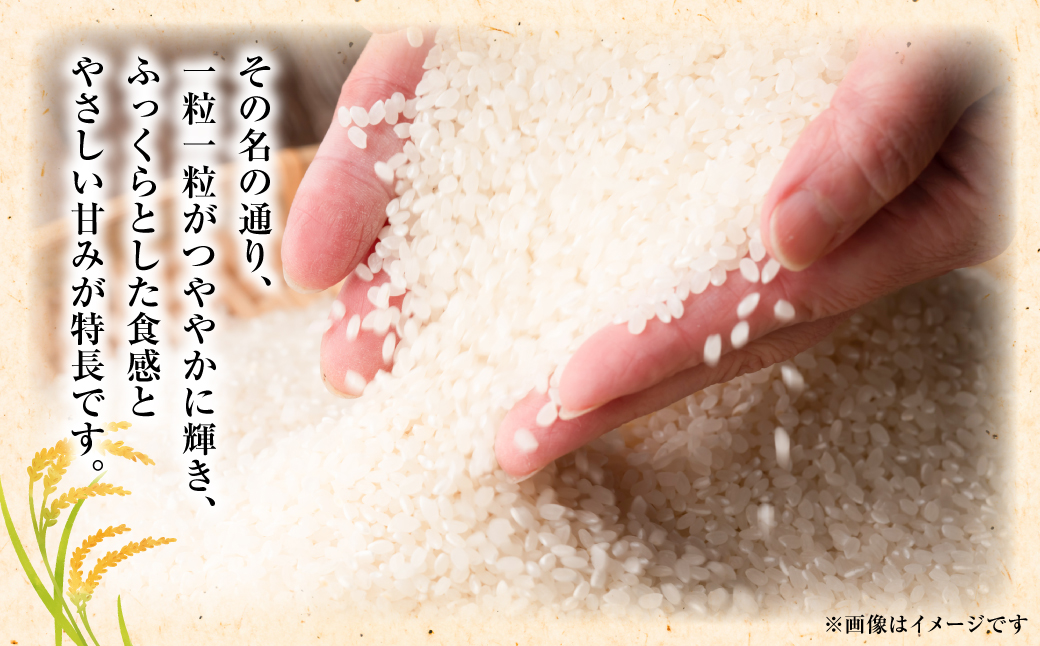 【先行予約】《令和7年産》 くまさんの輝き 精米10kg 熊本県 八代市産 米 お米 精米  国産 白米 【2025年11月下旬より順次発送】