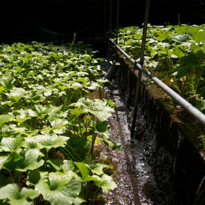 ふるさと納税 津和野町 島根わさび(生)150g(2〜3本)・おろし器付 |  | 03