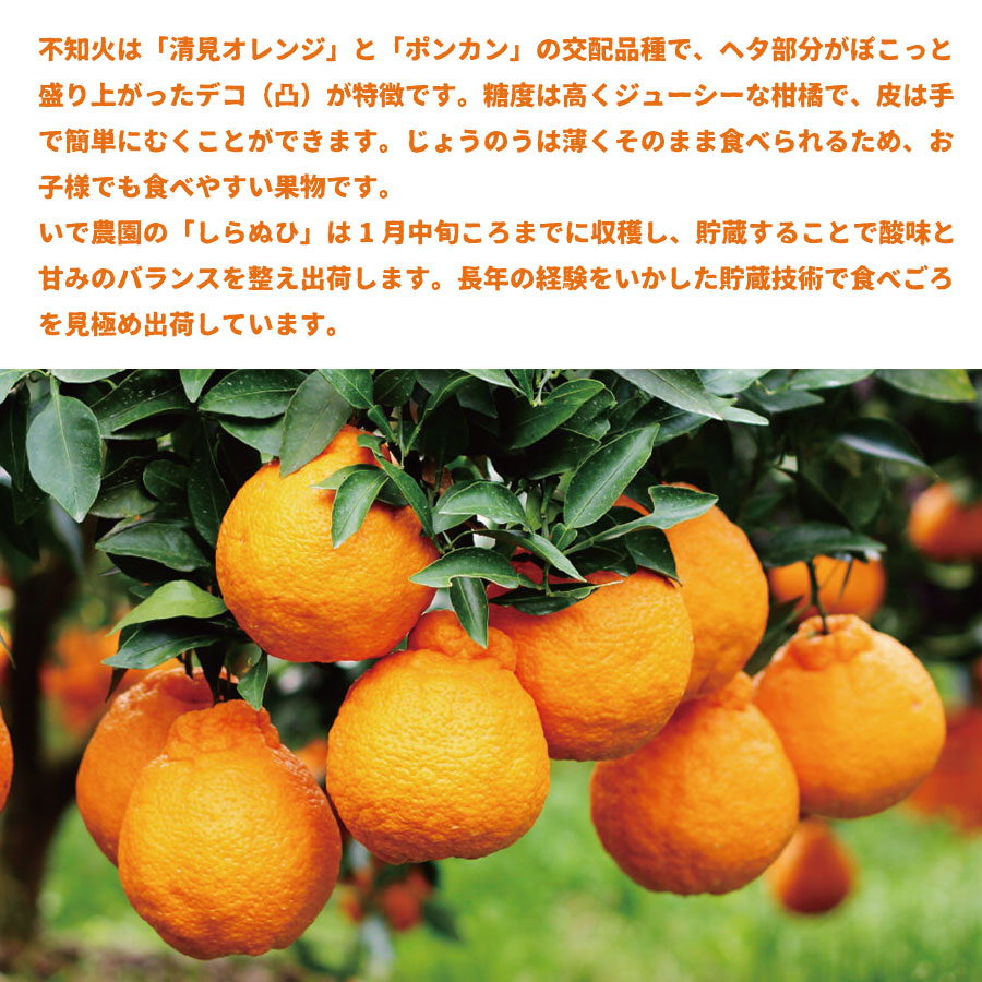 井出農園 訳あり 阿波不知火 サイズ混合 5kg