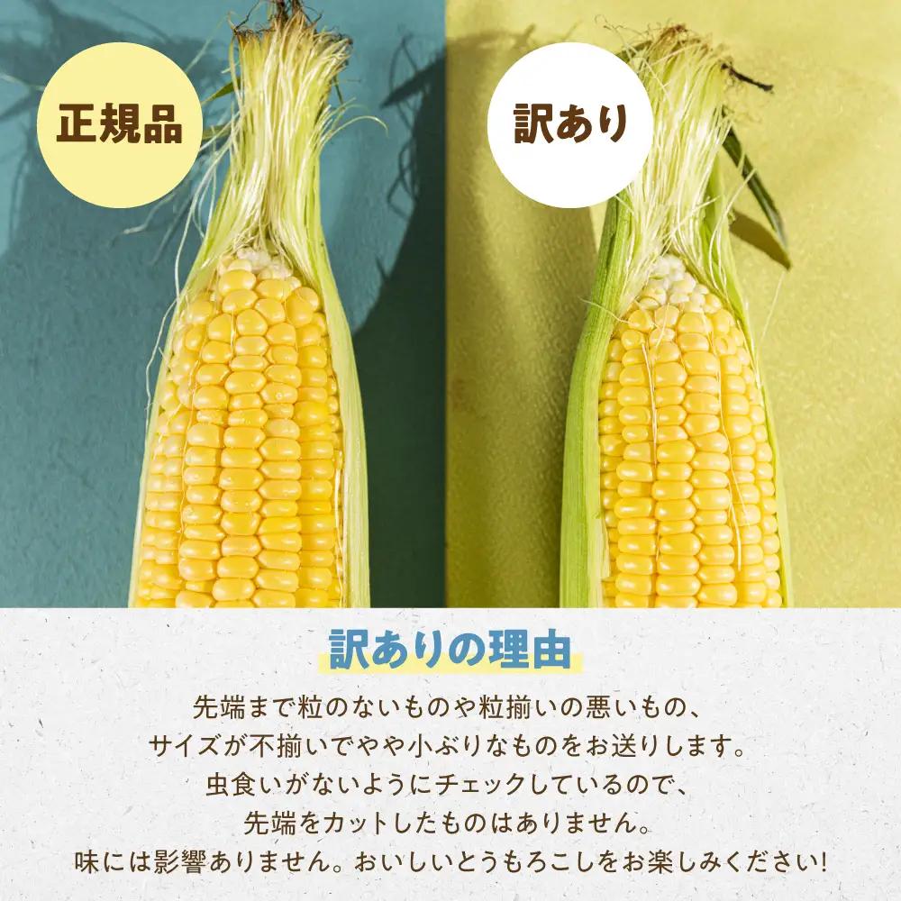 ＜先行予約＞ 朝採り とうもろこし 訳ありも選べる 10本～11本 (3.5kg以上) 訳あり とうもろこし 冷蔵 糖度 フルーツ くらい 甘い 田原市 トウモロコシ コーン おやつ スイーツ コーン