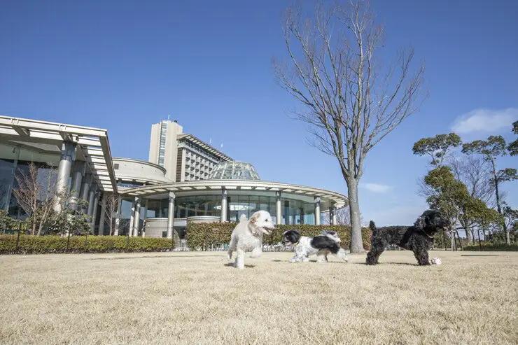 ワンちゃんと一緒にステイヒルトンドッグフレンドリールーム素泊まり（平日）【オーシャンビュー フィットネス 天然温泉大浴場 バーデゾーン 朝食ビュッフェ 都心から１時間のリゾート ヒルトン 神奈川県 小