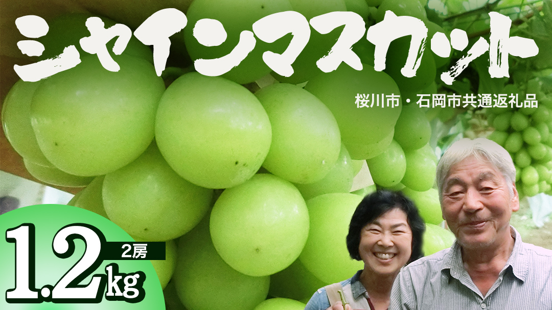 シャインマスカット 約1.2kg  (桜川市・石岡市共通返礼品） 2026年9月上旬発送開始  開田ぶどう園 産地直送 フルーツ 甘い 直送 茨城 限定 ギフト ぶどう シャインマスカット 果物 [D
