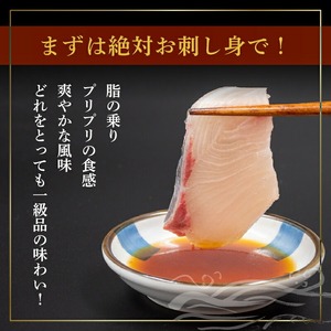 乙女ブリ刺身用 柵600以上 小島水産 乙女ブリ 新鮮ブリ 刺身 ブリしゃぶ 鰤 ブリ鍋