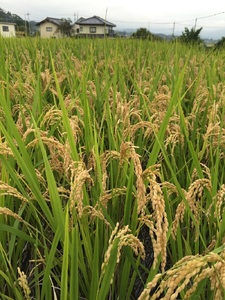 【令和7年度米】自然栽培ササシグレ（無農薬・無施肥）白米1.5kg 米 白米 自然栽培 無農薬 無施肥 むすび米 希少米 ギフト米 幻の米 ササシグレ 八ヶ岳 大和ファーム 令和7年度米 山梨県 北杜