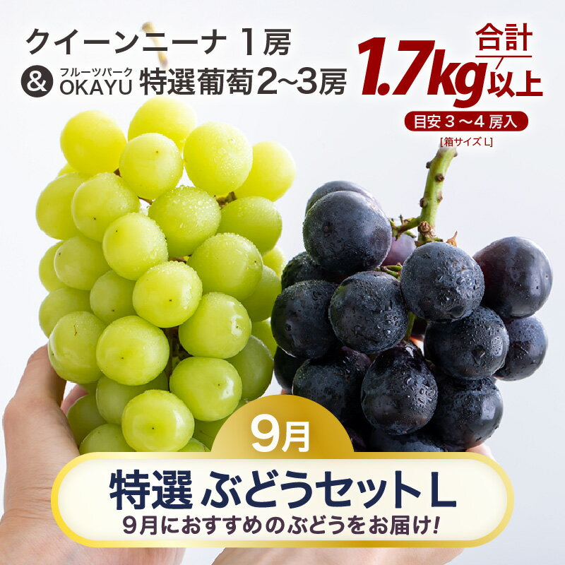 【ふるさと納税】【先行予約】9月特選 ぶどうセットL　1.7kg以上（3～4房）／ 葡萄 クイーンニーナ 品種 おまかせ あわら 農家おすすめ ※2025年9月より順次発送