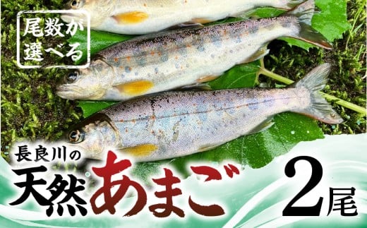 【ふるさと納税】尾数が選べる 郡上産 長良川の天然あまご 2尾 / 食品 魚介類 水産加工品 その他水産物 アマゴ 7000円 G0079b