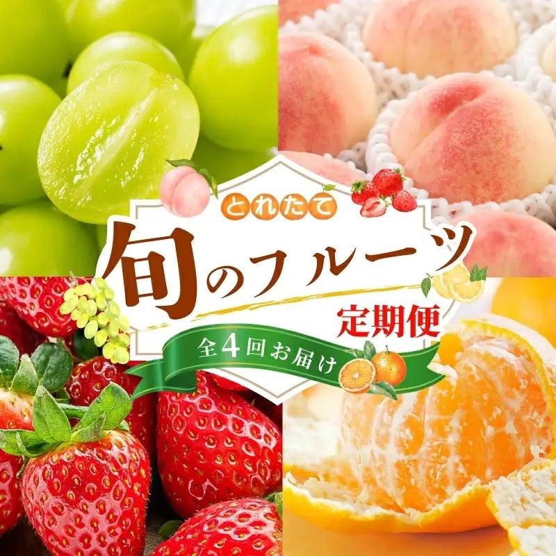 【フルーツ定期便・全4回】品質に自信あり！くしがきの里から直送　桃・シャインマスカット・はれひめ・まりひめを季節ごとにお届け♪ / 定期便 桃 もも みかん 柑橘 シャインマスカット マスカット いち