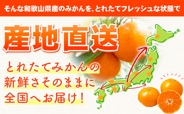 和歌山県産 訳あり みかん (3S～3L) 約10kg《11月上旬-12月末頃出荷》和歌山県 日高川町 果物 フルーツ 訳ありみかん 家庭用