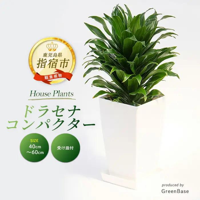 2026年1月中旬～発送【観葉植物】ドラセナ コンパクター40cm～60cm Green Base IB003-036 観葉植物 ※北海道・沖縄・離島配送不可