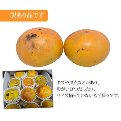 ふるさと納税 益城町 訳あり 太秋柿  約3kg【2025年10月下旬-11月下旬発送予定】(益城町) |  | 01