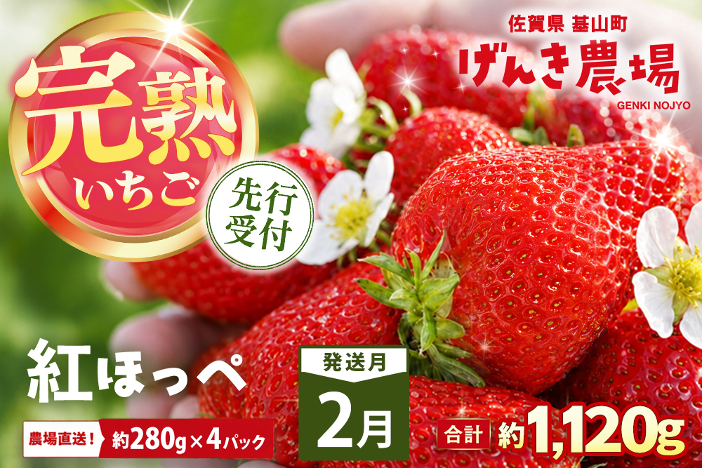 【2027年2月発送】【先行予約】【農場直送！】紅ほっぺ(約280g×4P)【ふるさと納税 佐賀県 基山町産 げんき農場 苺 ブランド苺 イチゴ いちご フルーツ 果物 くだもの 美味しい おいしい 