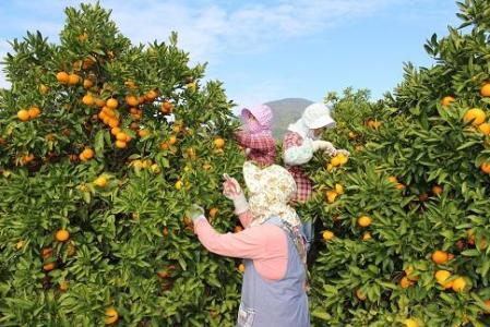 有田みかん 5kg 2Sサイズ 光センサー使用 高糖度