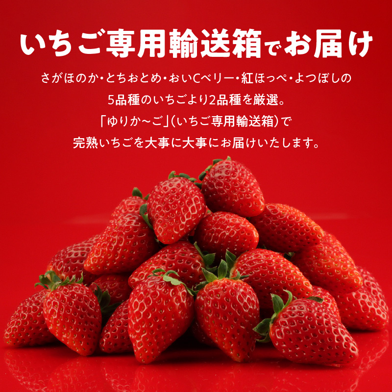 生いちご 厳選 2品種 食べ比べセット いちにのいちご園（2025年1月から発送開始）N085-YB531