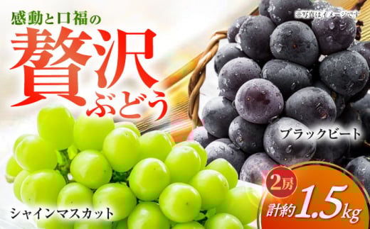 シャインマスカット＆ブラックビート 2房（約1.5kg） 【2025年9月上旬～中旬頃発送】大粒シャインマスカット＆ブラックビート 長与/JAじげもん長与直売所 [EAF007]しゃいんますかっと シャインマスカット 先行予約 あまいシャインマスカット 2025予約 大粒 1.2kg 果物 くだもの フルーツ ぶどう 葡萄 旬 大きい 人気