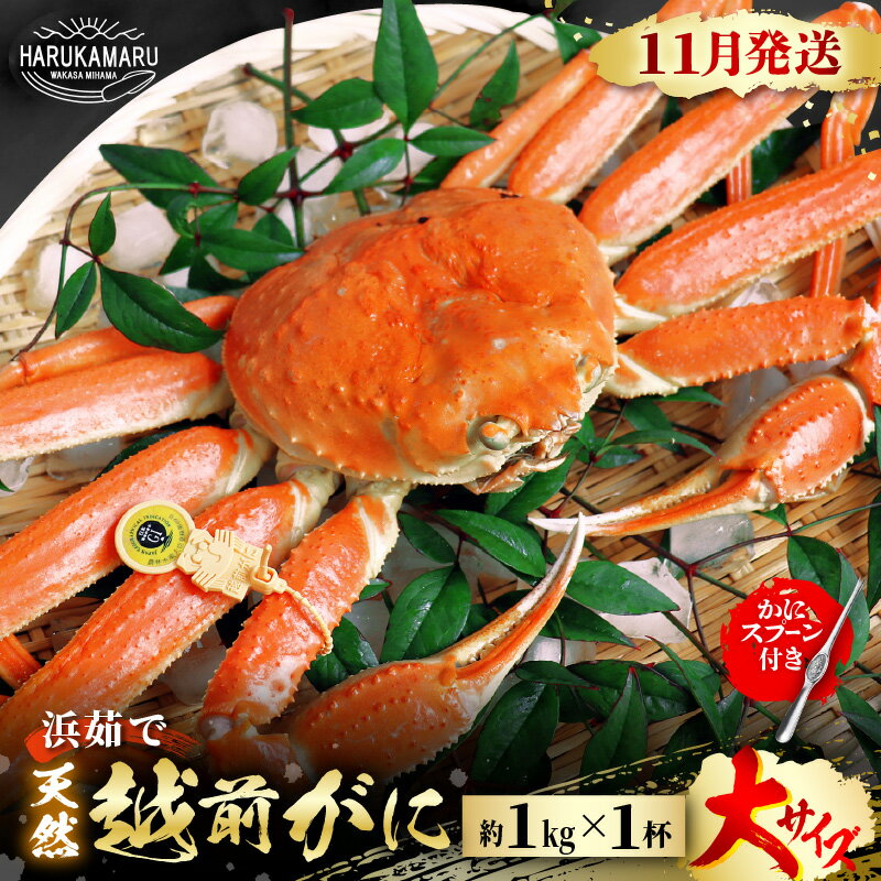 【ふるさと納税】【先行予約】≪浜茹で≫ 地物！天然！越前がに 大サイズ（約1kg） × 1杯 かにスプーン付き はるか丸厳選！【2026年11月中旬以降順次発送予定】【冷蔵 本場の味 ボイル 越前ガニ 蟹 茹で ずわいがに ズワイガニ 福井 日本海】 [m36-x005_11]