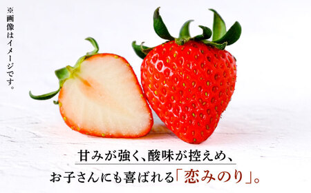 【6回定期便】【数量限定】高級 冷凍  いちご 加工用 約1kg（約500g×2袋）【伊藤農園】 果物 フルーツ イチゴ いちご 苺 熊本県 特産品 オーガニック 有機 恋みのり 冷凍 いちご 冷凍い