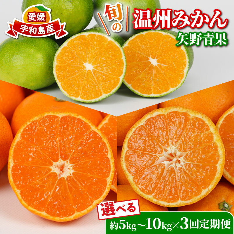 【ふるさと納税】 旬の 温州みかん 選べる 容量 5kg ~ 10kg × 3回 定期便 矢野青果 準贈答用 極早生 宮川早生 南柑20号 みかん mikan 愛媛みかん 愛媛ミカン 果物 くだもの フルーツ 濃厚 甘い 甘味 さっぱり 酸味 蜜柑 産地直送 数量限定 国産 愛媛 宇和島