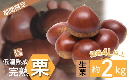 【ふるさと納税】 生栗 期間限定 数量限定 先行予約 『さぬき山都の低温熟成 完熟栗 4Lサイズ以上 約2kg 』 [ 栗ごはん 秋の味覚 くり 大粒 栽培 厳選 糖度 選別 三豊市 グルメ お取り寄せ 送料無料 さぬき山都 ]