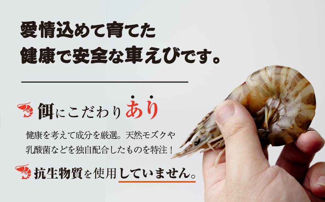 急速冷凍活きな車えび(無頭)〔冷凍くるまえび無頭8～10尾(140g)×4袋〕【配送不可地域：離島】