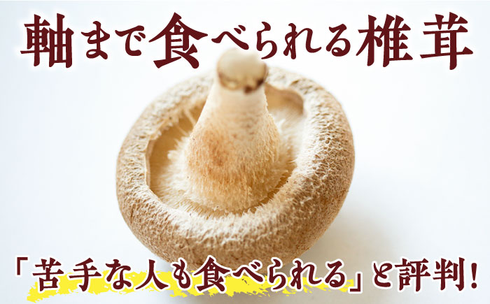 肉厚生椎茸 秀品15枚セット / 南島原市 / サンエスファーム [SBX001]