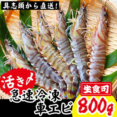 【ふるさと納税】【訳アリ】活き〆急速冷凍車エビ（生食可・約800g）【先行受付】- 2025年8月より順次発送 海老 車えび 車海老 冷凍 生エビ 国産 養殖 えび天 エビフライ 塩焼き 人気 沖縄県 八重瀬町