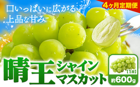 【4ヶ月定期便】ぶどう シャインマスカット 晴王 600g 1房 マスカット岡山《7月上旬-10月末頃出荷》岡山県 浅口市 送料無料 フルーツ 果物 マスカット お取り寄せフルーツ【配送不可地域あり】（北海道・沖縄・離島）