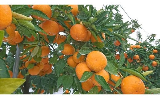 E-70 【先行予約】 平倉果樹園みかん食べ比べコース（毎月1回約5.5kg×３ヶ月お届け）