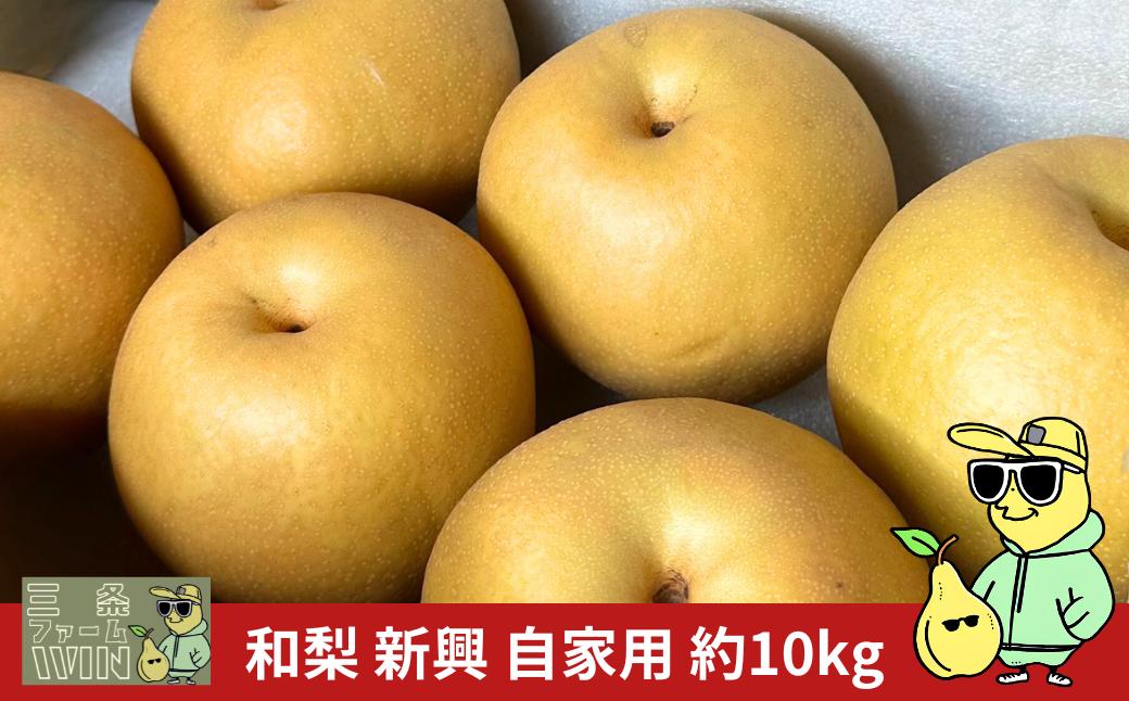 
            和梨 新興 自家用 約10kg 令和7年度 新潟フルーツ 新潟県産 梨 [三条ファームWIN] 【020S112】
          