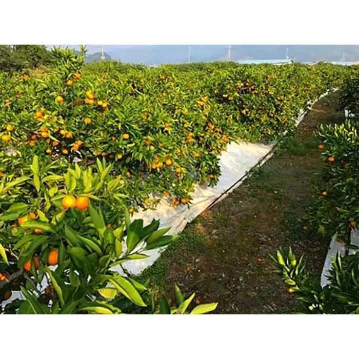 極早生 有田 みかん 化粧箱 特秀 M サイズ 40玉入 南泰園 和歌山 有田みかん