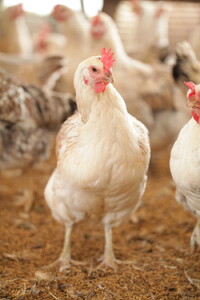 33-N 【3か月定期便】平飼い会津地鶏の卵 3kg（50～60個） ※沖縄・離島への配送不可