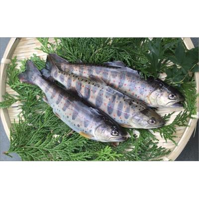 ふるさと納税 高知県 ユズアマゴ【C06043】