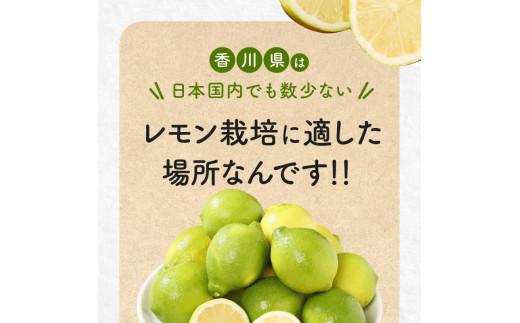 レモン　約2kg【2024年11月下旬～2025年4月上旬配送】