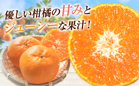 西南のひかり 約5kg さかもと果樹園 みかん